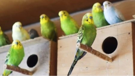 Breeding wavy parrots at home