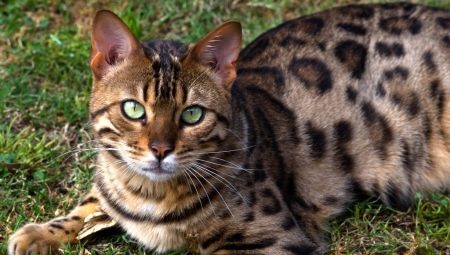 Bengal cat feed rating