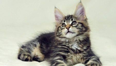 Recommendations for the maintenance of Maine Coon