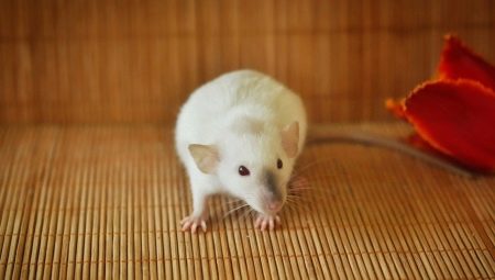 Siamese rat: features and care at home