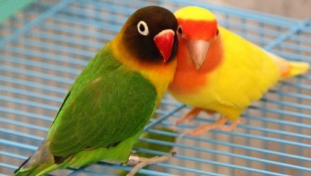 How many years do lovebirds live?