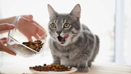 How many times a day is it necessary to feed a cat and what does it depend on?