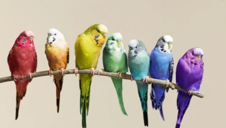 How many parrots live?