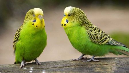 How many wavy parrots live?