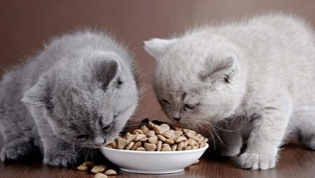 Dry food for kittens: tips on choosing and features of use