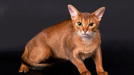 Everything you need to know about Abyssinian cats and cats