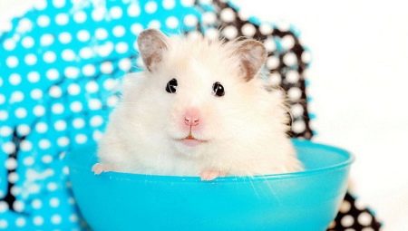 All about white hamsters