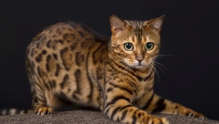 All about Bengal cats and cats