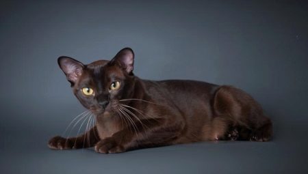 All about cat breed European Burmese