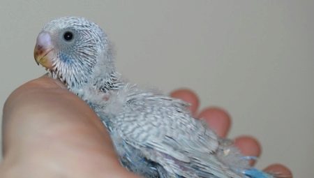 All about budgerigar chicks