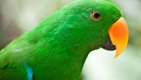 All about green parrots