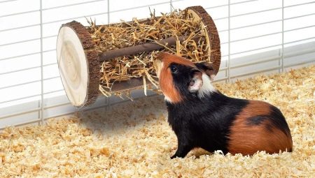 Choosing hay and senic for guinea pigs