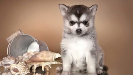 Alaskan Kli-Kai: Breed Description and Cultivation