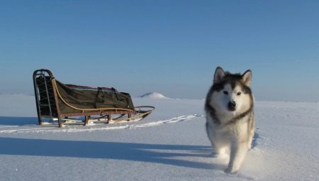 Alaskan Malamute: breed features, nature and content