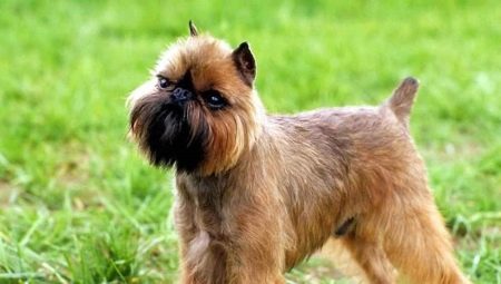 Belgian Griffon: description of dogs and their contents