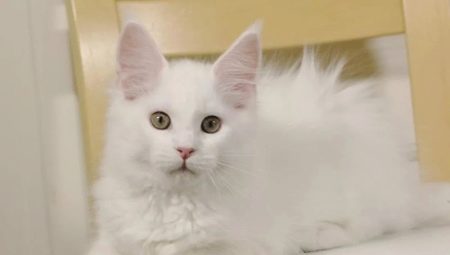 White Maine Coons: color and content features