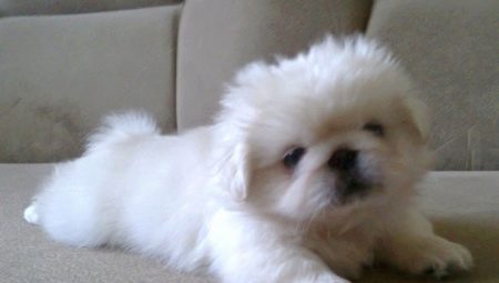 White Pekingese: description and content