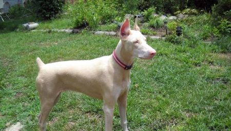 White Doberman: color features and content