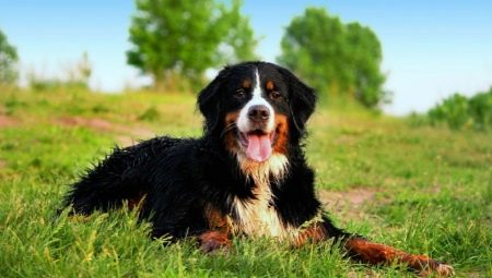 Bern Sheepdog: breed description and breeding