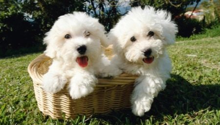 Bichon Frize: breed description, character, selection and care