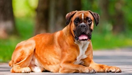 Boxers: the history of the breed of dogs, temperament, the best names and features of care