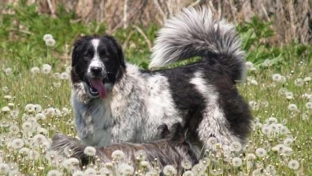 Bulgarian Shepherd: description, feeding and care