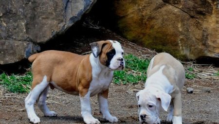 Brazilian Bulldog: everything you need to know about the dog breed