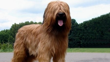 Briard: breed description and content