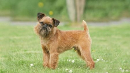 Brussels Griffon: characteristics of dogs and breeding