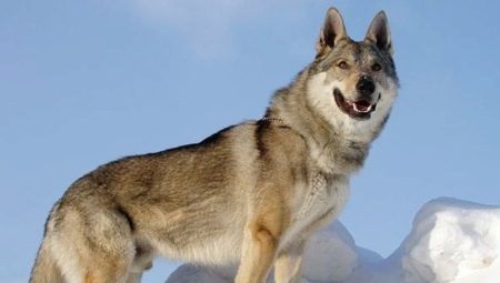 Czechoslovakian wolf dog: a history of an origin, features of character and contents