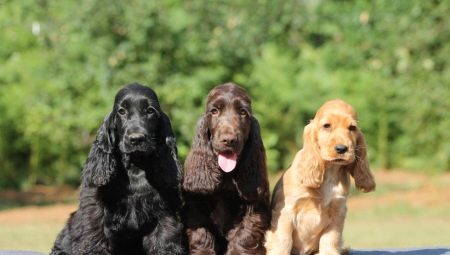 How does an American Cocker Spaniel differ from English?