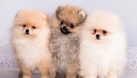 What is the difference between German Spitz and Pomeranian?