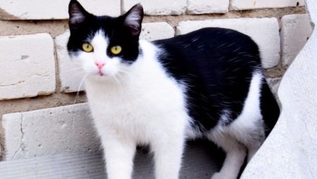 Black and white cats: behavior and common breeds