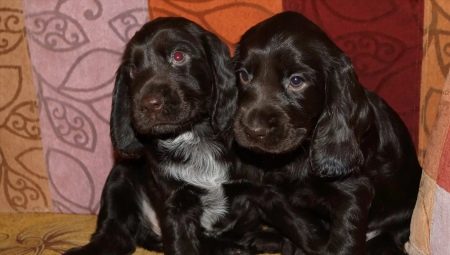 Black Russian Spaniel: description of dogs, their nature and rules of care