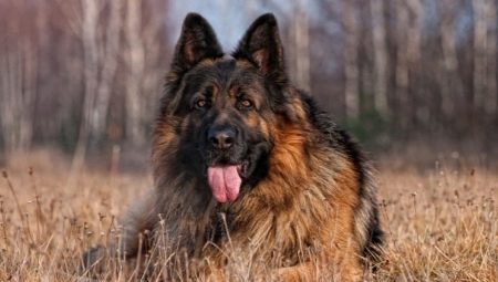 Longhair german shepherds