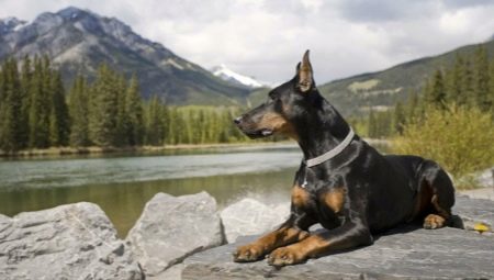 Doberman: characteristics of the breed and the fineness of the content