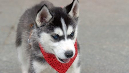 Training and education of huskies at home