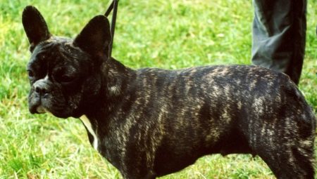 French bulldog brindle color: how it looks and how to care for it?