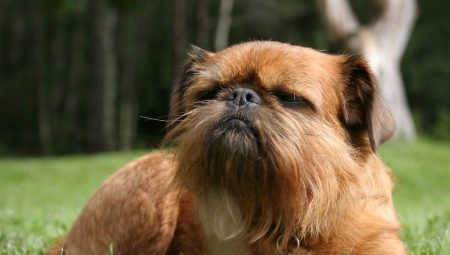 Griffon: types of dogs and their content