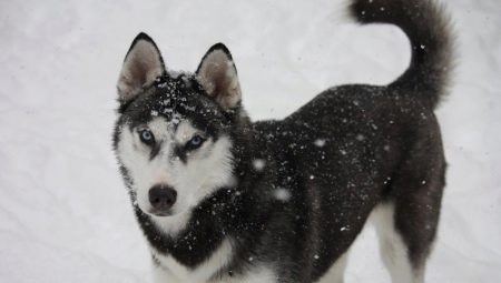 Husky black color