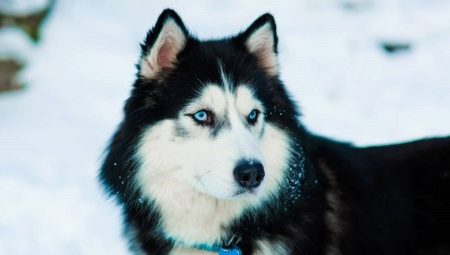 Huskies: characteristics, varieties and cultivation