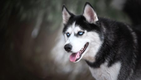 Husky with blue eyes