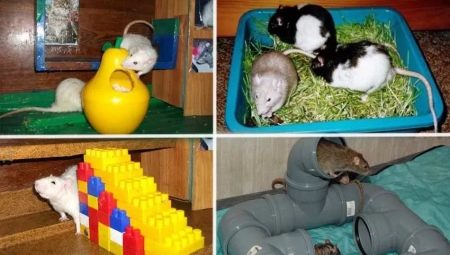 Toys for rats: species, tips on choosing and creating