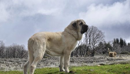 Spanish mastiff: what is this dog and how to properly care for it?