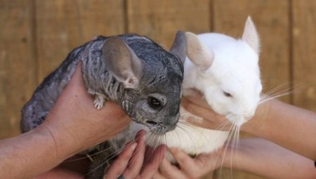 How to determine the sex of the chinchilla?