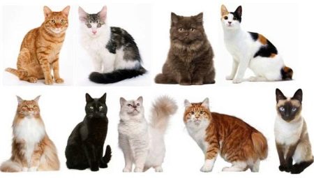 How to determine the breed of cats and cats?