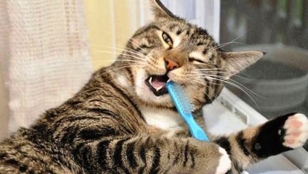 How to brush your cat's teeth at home?