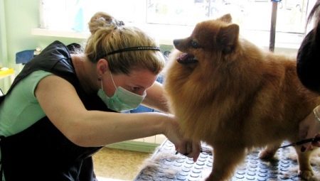 How to cut a Pomeranian Spitz?