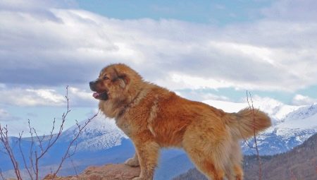 Caucasian Shepherd: breed characteristic. Feeding and care