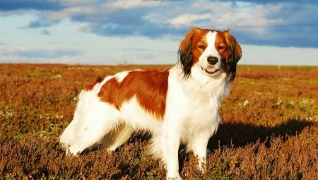 Koikherhondie: description of the breed and features of the content of dogs